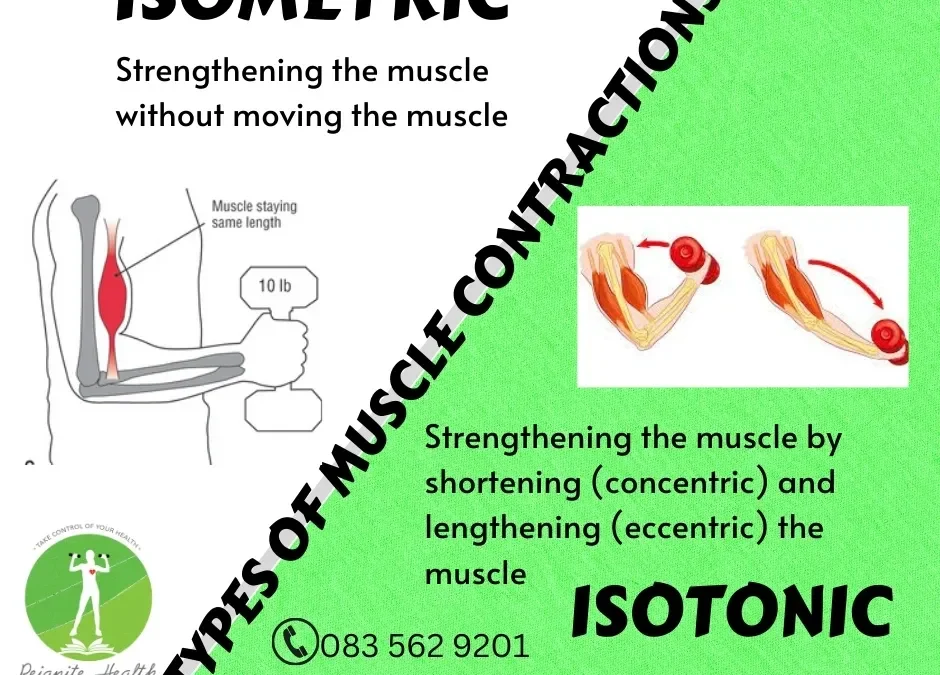 How do our muscles work to perform a movement?